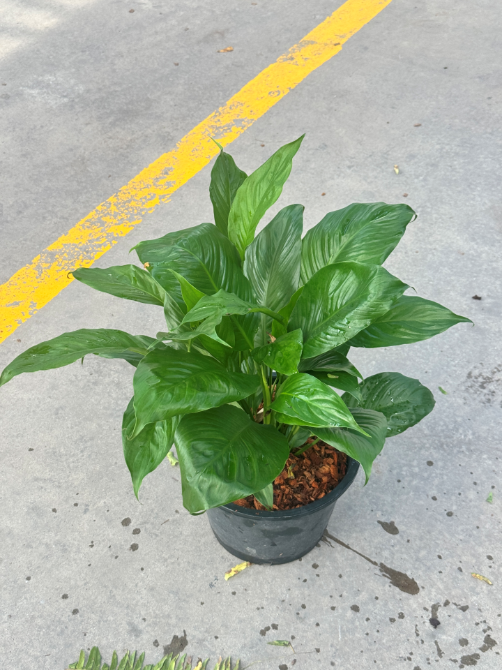 เดหลีใบมัน | Spathiphyllum 'Mina' | ไม้ฟอกอากาศ ไม้ดอกในร่ม | พร้อมกระถาง 5 นิ้ว