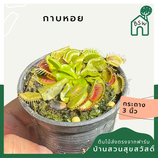 กาบหอยแครง กาบหอย กระถาง 3 นิ้ว ต้นไม้ตระกูลกินแมลง (Venus flytrap)