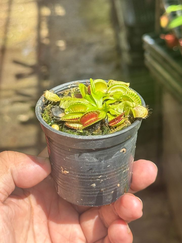 กาบหอยแครง กาบหอย กระถาง 3 นิ้ว ต้นไม้ตระกูลกินแมลง (Venus flytrap)