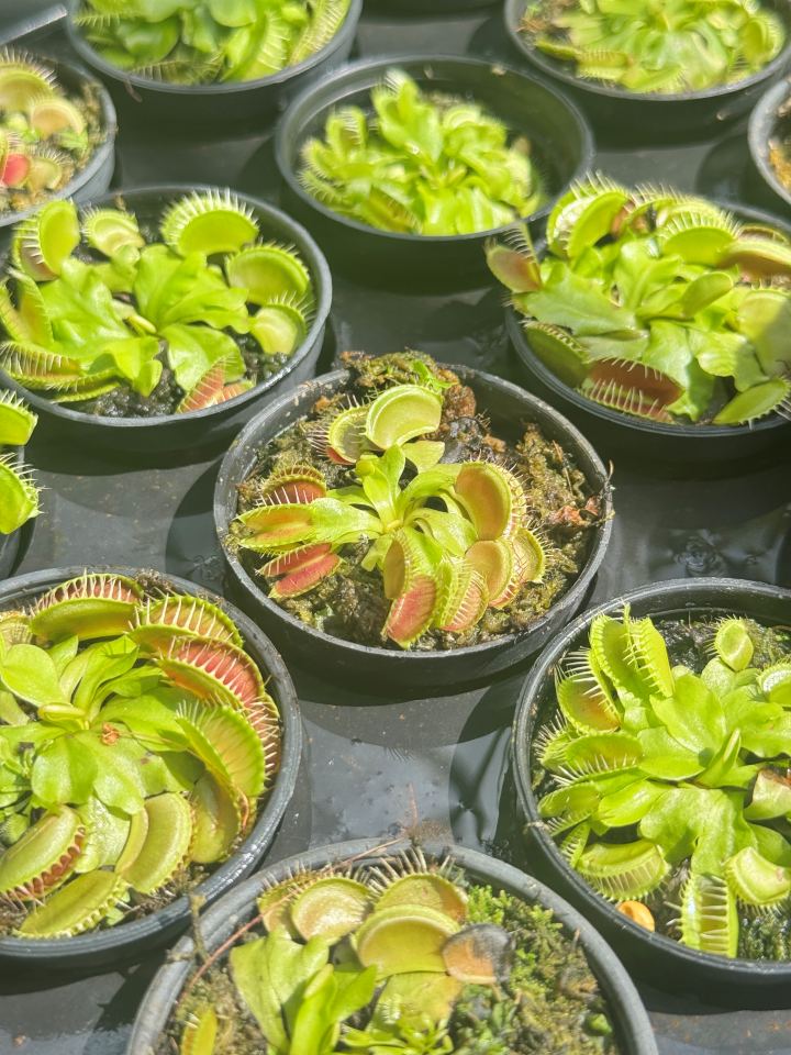กาบหอยแครง กาบหอย กระถาง 3 นิ้ว ต้นไม้ตระกูลกินแมลง (Venus flytrap)