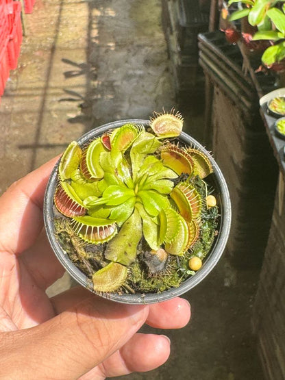 กาบหอยแครง กาบหอย กระถาง 3 นิ้ว ต้นไม้ตระกูลกินแมลง (Venus flytrap)