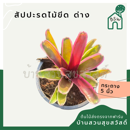 สัปปะรดไม้ขีดด่าง มีหลายชนิด Aechmea gamosepala