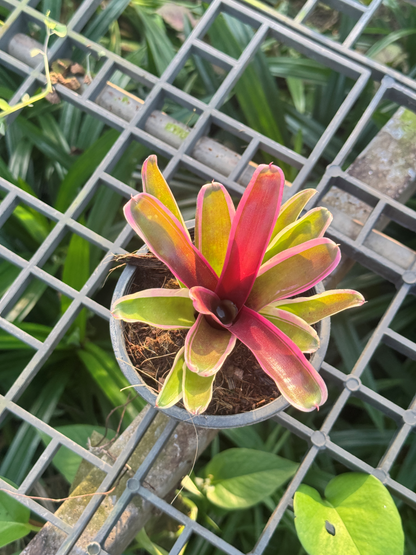 สัปปะรดไม้ขีดด่าง มีหลายชนิด Aechmea gamosepala