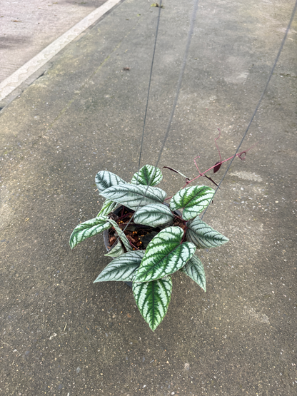 พลูนางฟ้า ต้นพลูนางฟ้า หรือพลูนางฟ้าจำแลง (Rex Begonia Vine / Cissus discolor Blume)
