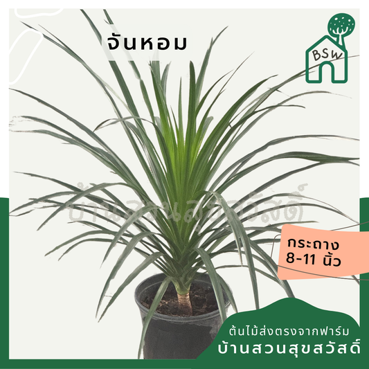 ต้นจันหอม | Chan Hom | ไม้มงคล ไม้ประดับจัดสวน | พร้อมกระถาง 8 นิ้ว