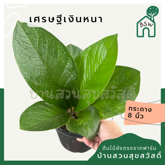 เศรษฐีเงินหนา ส่งพร้อมกระถาง 8 นิ้ว