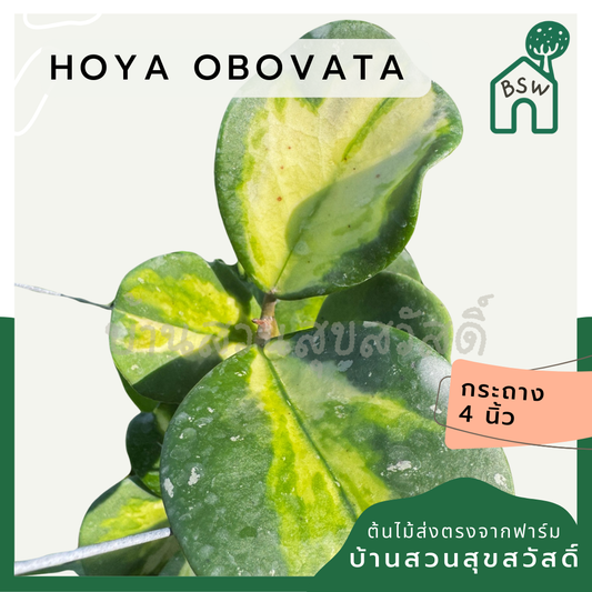 Hoya obovata |  โฮย่าโอโบวาต้า ใบด่าง| ไม้เลื้อยดอกหอม | กระถาง 4 นิ้ว