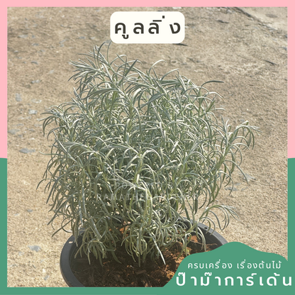 คูลลิ่ง โรสแมรี่ขาว กระถาง 6-8 นิ้ว (Curry Rosemary)