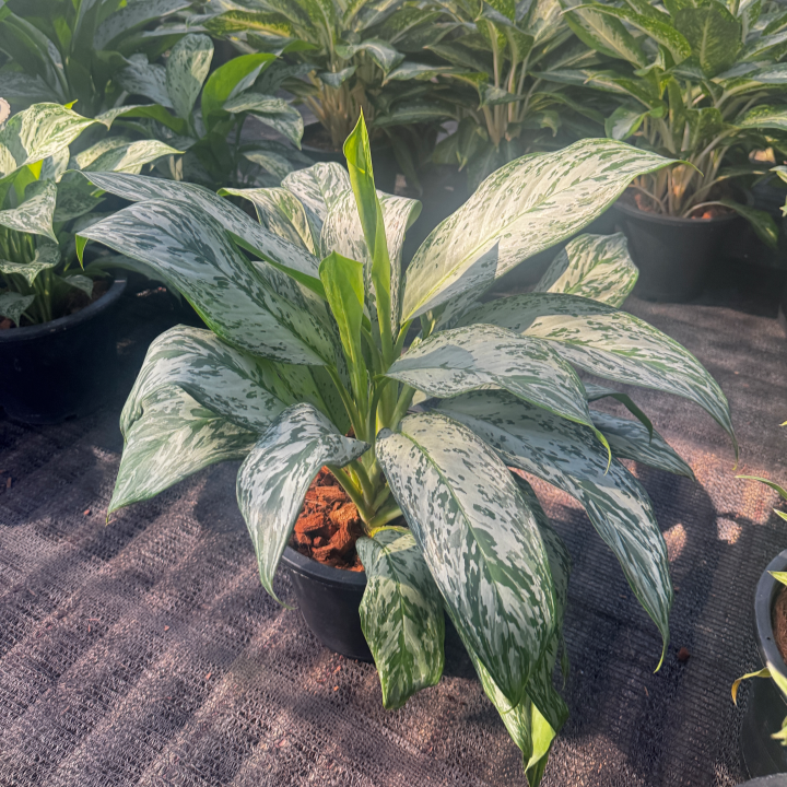 อโกลนีม่าเศรษฐีใบละพัน (Sethi Baila Pan) กระถาง 8 นิ้ว