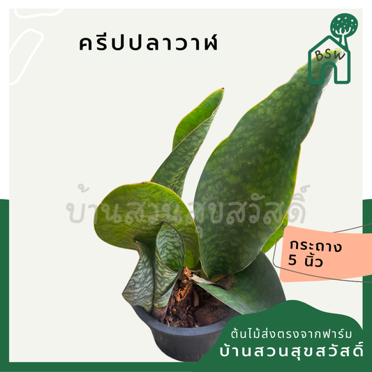 ครีบปลาวาฬ | Whale Fin Sansevieria | ต้นไม้ฟอกอากาศในบ้าน | กระถาง 4-8 นิ้ว