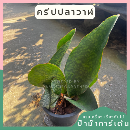 ครีบปลาวาฬ | Whale Fin Sansevieria | ต้นไม้ฟอกอากาศในบ้าน | กระถาง 4-8 นิ้ว