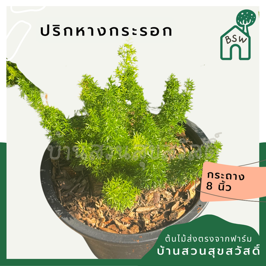 ปริกหางกระรอก พร้อมกระถาง