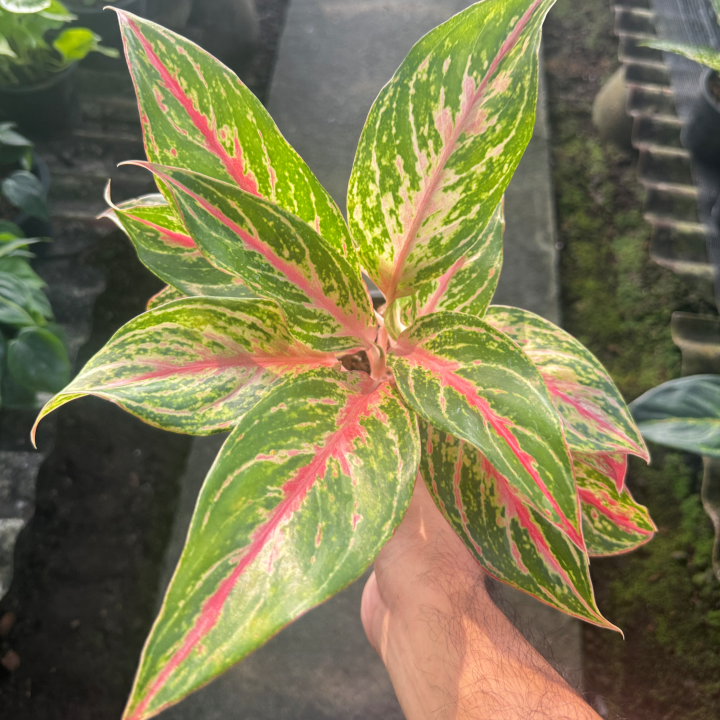 อโกลนีม่า กวักมหามงคล (Kwak Maha Mongkhon) กระถาง 5 นิ้ว