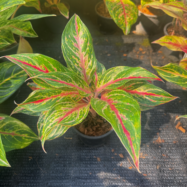 อโกลนีม่า กวักมหามงคล (Kwak Maha Mongkhon) กระถาง 5 นิ้ว