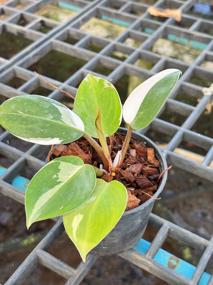 Philodendron White Wizard Marble ฟิโลพ่อมดขาว ฟิโลเดนดรอนไวท์วิสาด ส่งพร้อมกระถาง