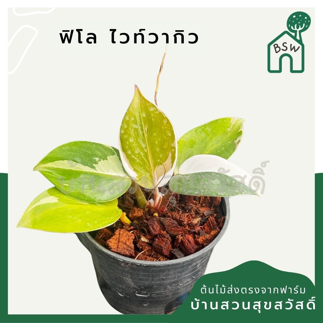 Philodendron White Wizard Marble ฟิโลพ่อมดขาว ฟิโลเดนดรอนไวท์วิสาด ส่งพร้อมกระถาง