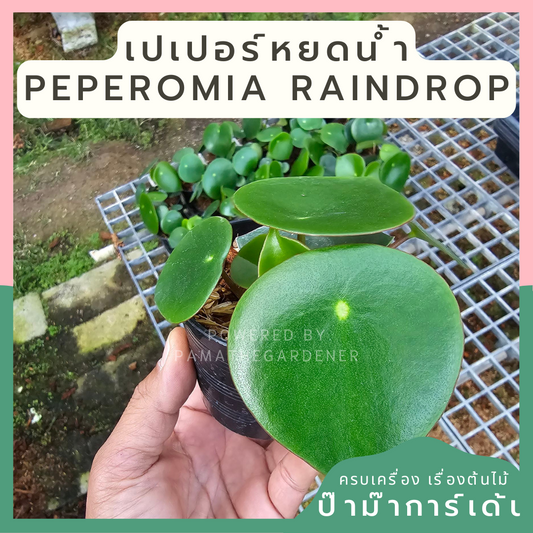 เปเปอร์โรเมียเรนดรอป กระถาง3นิ้ว