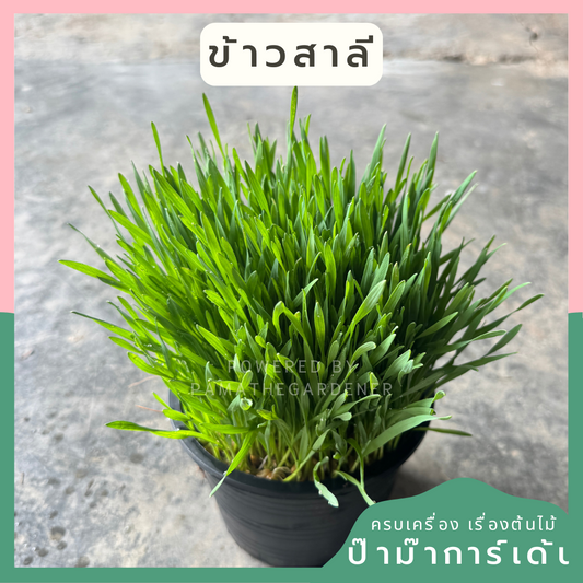 ข้าวสาลี 5 นิ้ว ให้น้องหมา น้องแมว ทานได้จุใจมากขึ้น