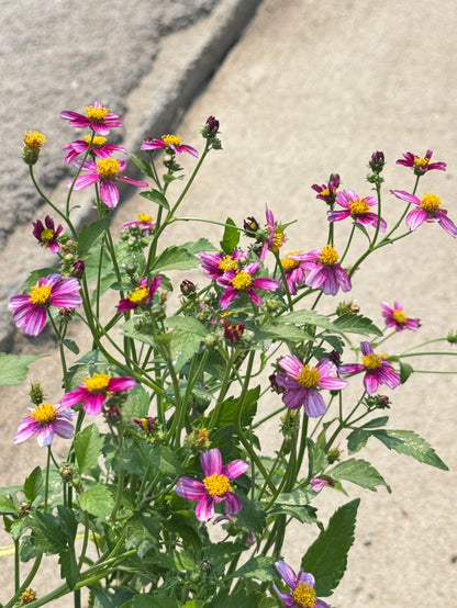 ต้นไบเดน  ดาวกระจายไต้หวัน (Bidens pilosa L. )