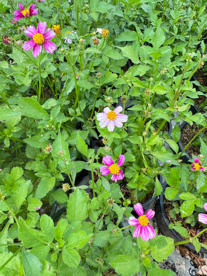 ต้นไบเดน  ดาวกระจายไต้หวัน (Bidens pilosa L. )