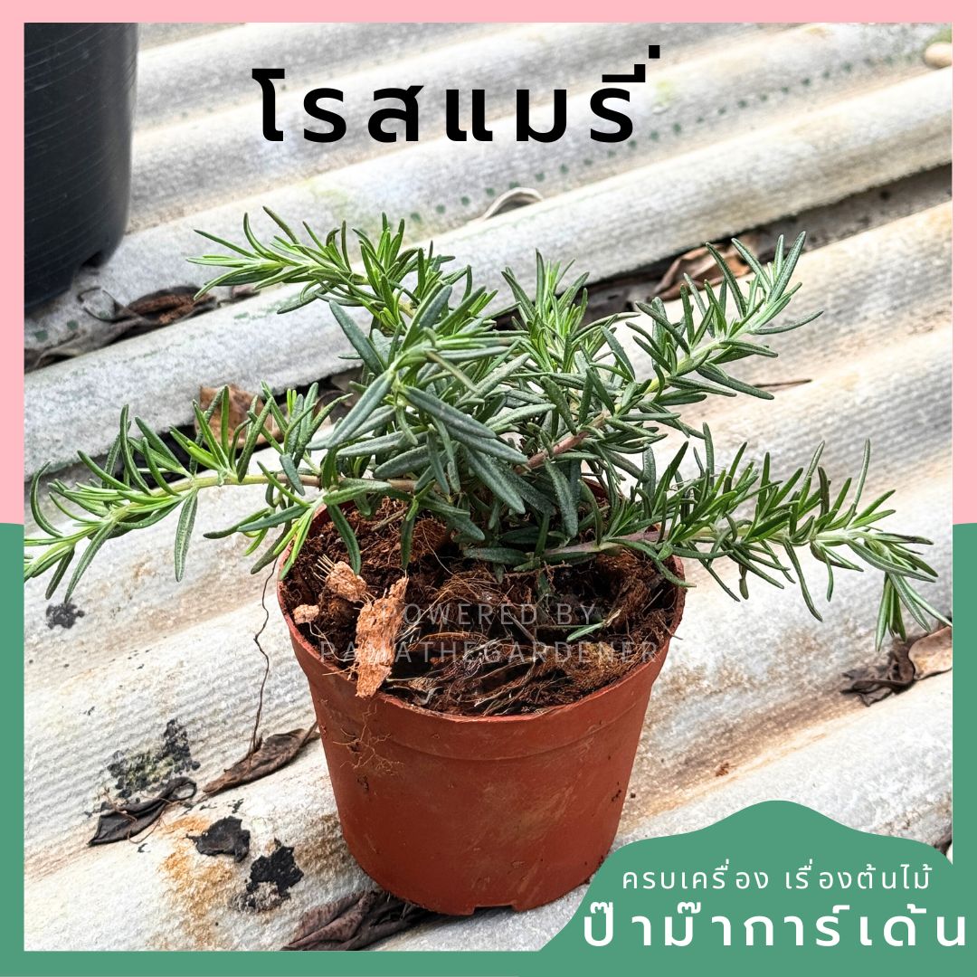 โรสแมรี่ 4 นิ้ว สำหรับปรุงอาหาร เป็นพืชสนุมไพร