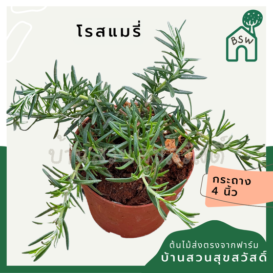 โรสแมรี่ 4 นิ้ว สำหรับปรุงอาหาร เป็นพืชสนุมไพร