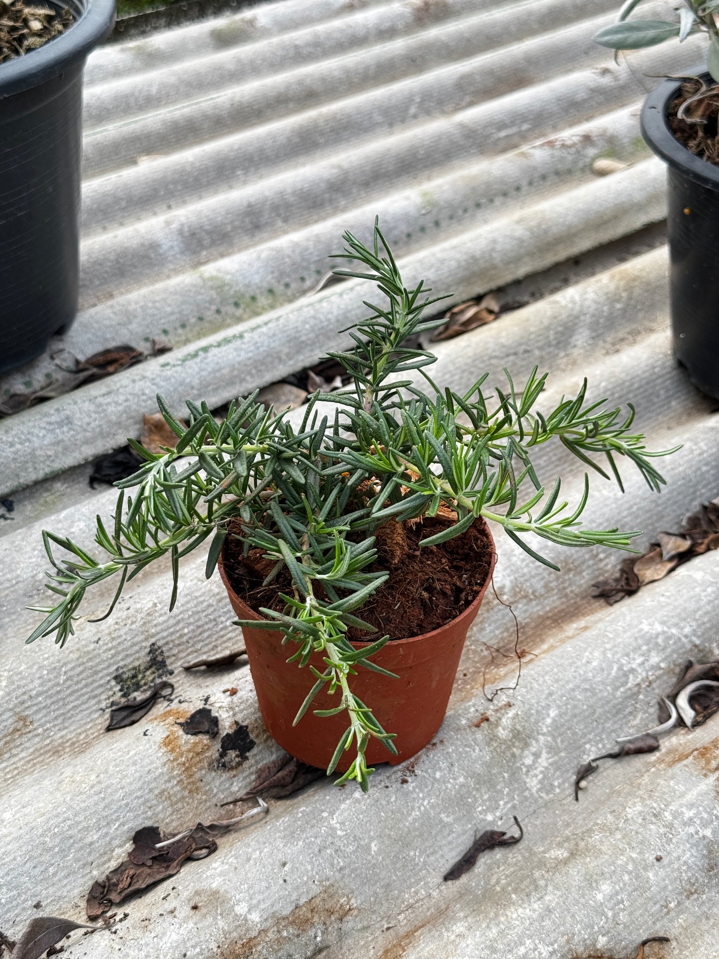 โรสแมรี่ 4 นิ้ว สำหรับปรุงอาหาร เป็นพืชสนุมไพร