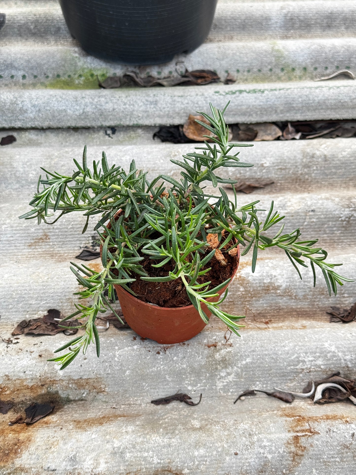 โรสแมรี่ 4 นิ้ว สำหรับปรุงอาหาร เป็นพืชสนุมไพร