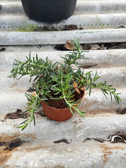 โรสแมรี่ 4 นิ้ว สำหรับปรุงอาหาร เป็นพืชสนุมไพร