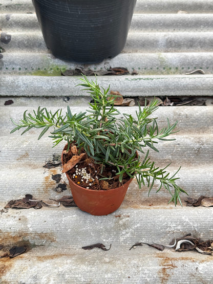 โรสแมรี่ 4 นิ้ว สำหรับปรุงอาหาร เป็นพืชสนุมไพร