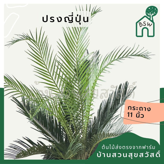 ปรงญี่ปุ่น กระถาง 11 นิ้ว ฟอร์มแน่น พุ่มสวย