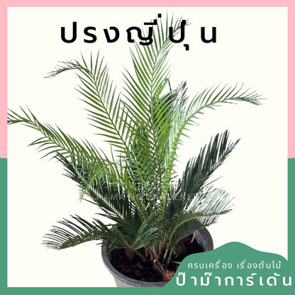 ปรงญี่ปุ่น กระถาง 11 นิ้ว ฟอร์มแน่น พุ่มสวย