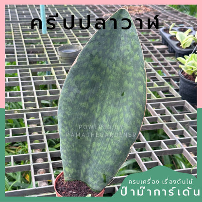 ครีบปลาวาฬ, ว่านงาช้างแคระ -Whale Fin Sansevieria