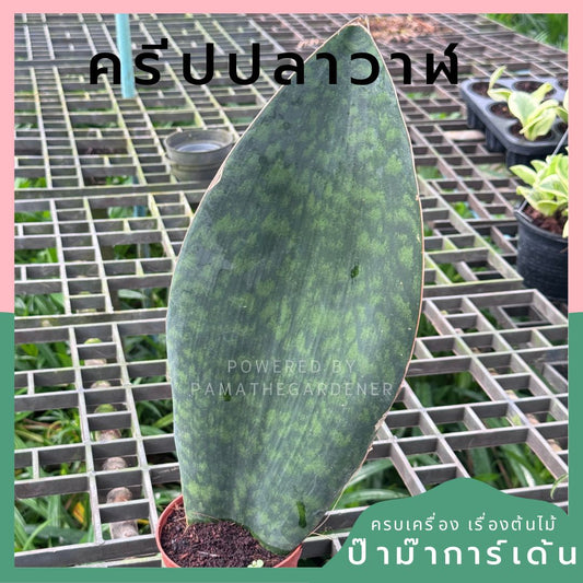 ครีบปลาวาฬ, ว่านงาช้างแคระ -Whale Fin Sansevieria