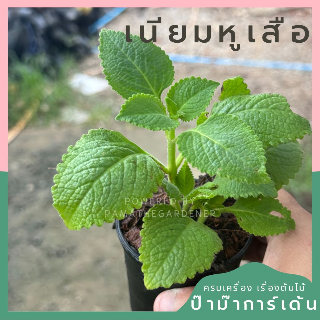 เนียมหูเสือ สนุมไพรไทย ส่งพร้อมกระถาง