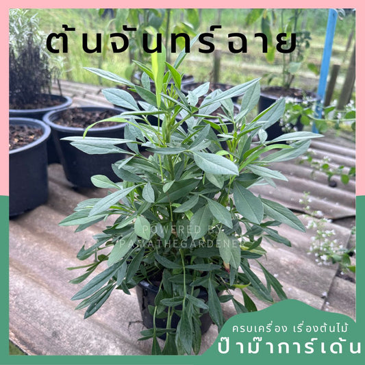 พระจันทร์ฉาย ส่งพร้อมกระถาง