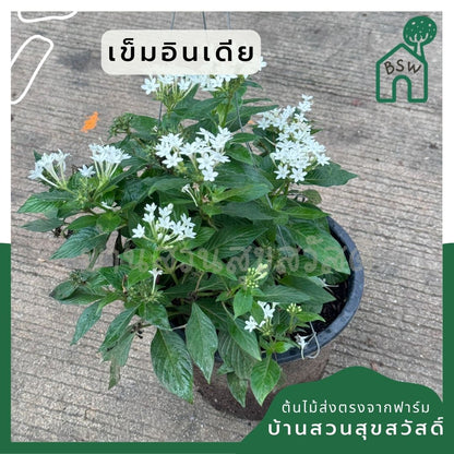 เข็มอินเดียกระถาง 8 นิ้ว ส่งพร้อมกระถาง