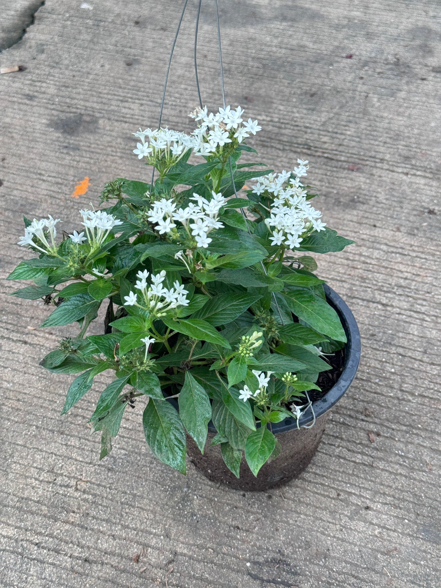 เข็มอินเดียกระถาง 8 นิ้ว ส่งพร้อมกระถาง