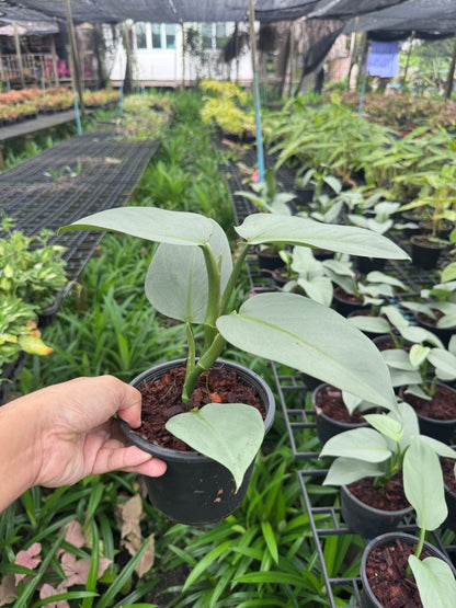 ฟิโล ดาบเงิน philidendron silver sword กระถาง  5 นิ้ว