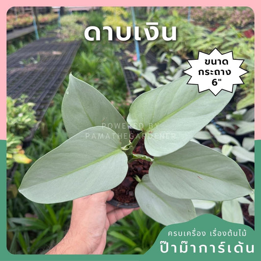 ฟิโล ดาบเงิน philidendron silver sword กระถาง  5 นิ้ว