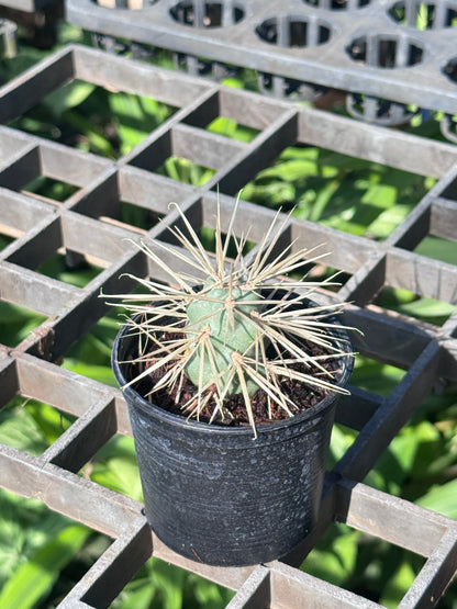 Jumping cholla Cactus กระบองเพชร