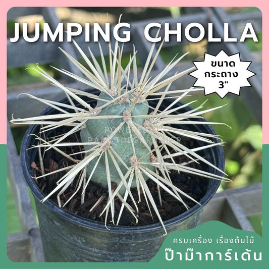 Jumping cholla Cactus กระบองเพชร