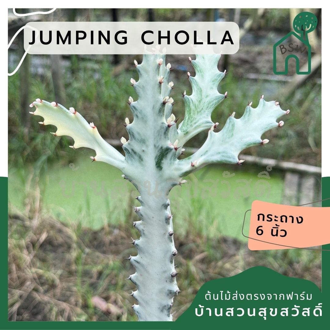 กระดูกมังกรขาว Euphorbia Lactea white ghost กระถาง 6 นิ้ว