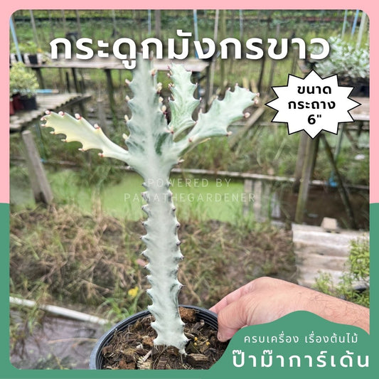 กระดูกมังกรขาว Euphorbia Lactea white ghost กระถาง 6 นิ้ว