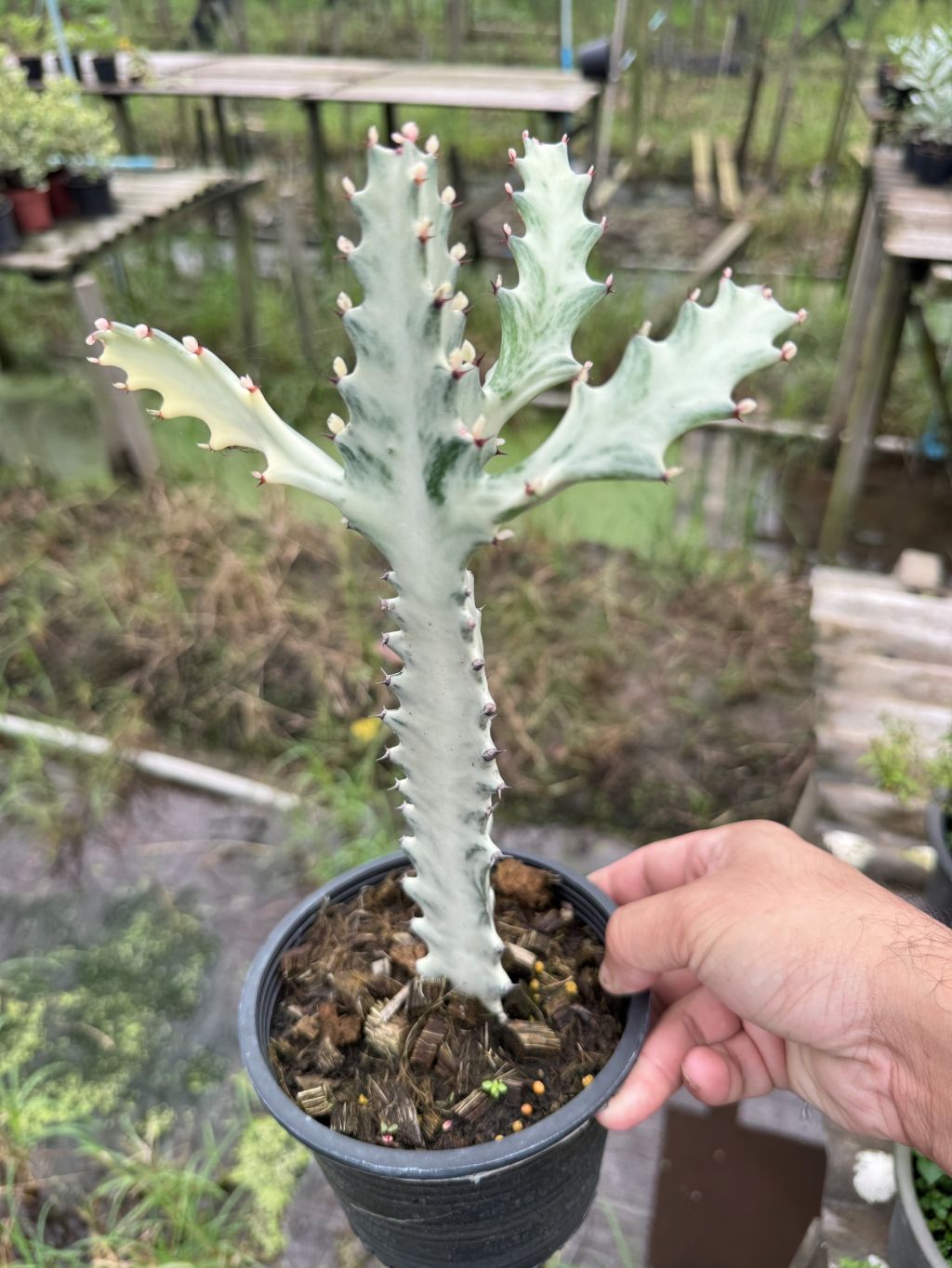 กระดูกมังกรขาว Euphorbia Lactea white ghost กระถาง 6 นิ้ว