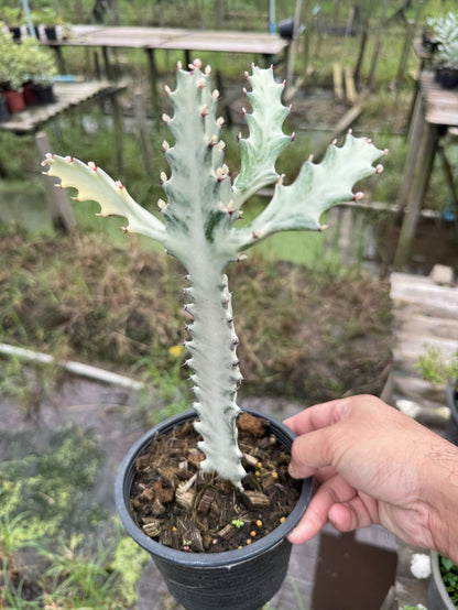 กระดูกมังกรขาว Euphorbia Lactea white ghost กระถาง 6 นิ้ว