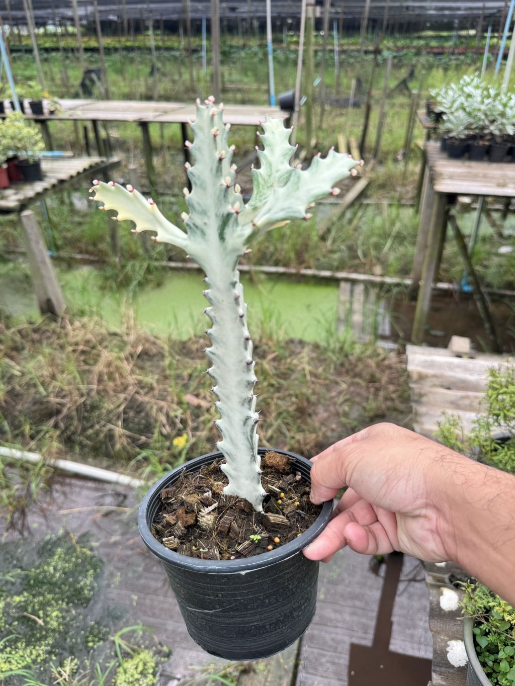 กระดูกมังกรขาว Euphorbia Lactea white ghost กระถาง 6 นิ้ว