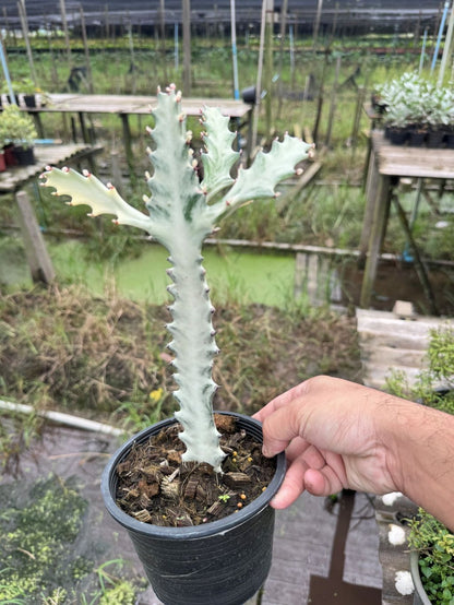 กระดูกมังกรขาว Euphorbia Lactea white ghost กระถาง 6 นิ้ว