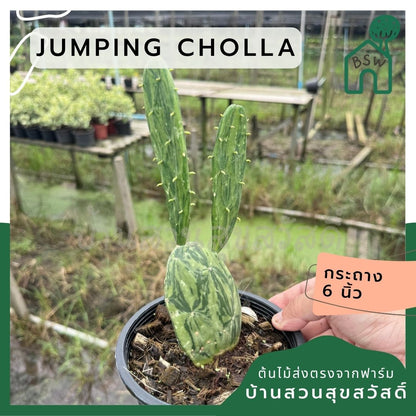 เสมาด่าง โอพันเทียด่าง opuntia Cactus กระถาง 6 นิ้ว