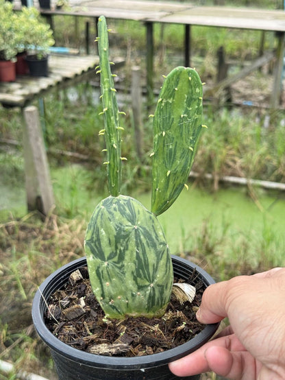 เสมาด่าง โอพันเทียด่าง opuntia Cactus กระถาง 6 นิ้ว